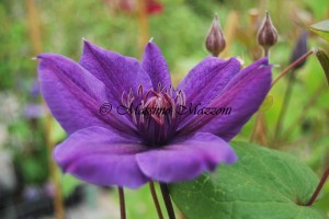 Clematis "Mon Amour"