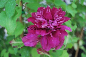 Clematis "Red Star"