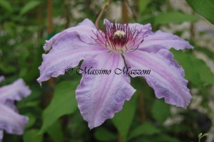 Clematis "The First Lady"